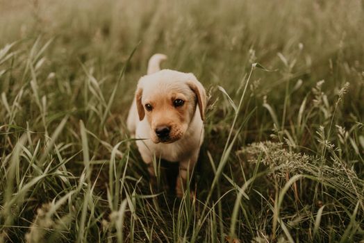 A little happy white puppy dog labrador walks in nature in the green grass.