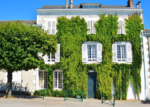 White old house covered with leaves of wild grapes in France