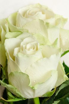 White roses with drops of rain. Close-up. Selective focus. Best for invitations, greetings and holiday