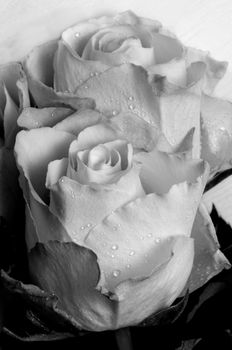 White roses with drops of rain. Close-up. Selective focus. Colored in black and white.