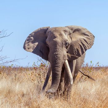 African bush elephant in Kruger National park, South Africa ; Specie Loxodonta africana family of Elephantidae