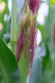 young corn on a stalk on a beautiful background. High quality photo