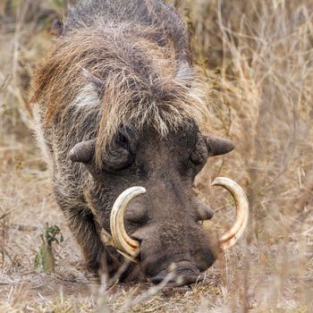 common warthog in Kruger National park, South Africa ; Specie Phacochoerus africanus family of Suidae