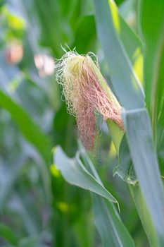 young corn on a stalk on a beautiful background. High quality photo