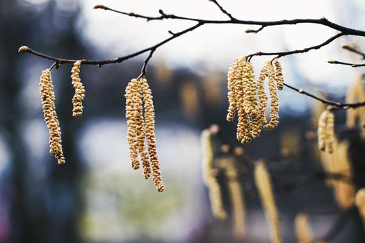 Nature background in early spring or autumn, cold weather in botanical garden.