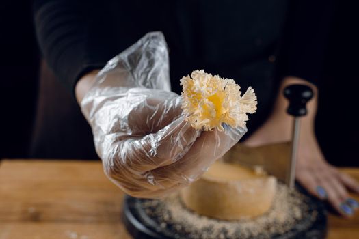 Shaving tete de moine cheese using girolle knife. Monks head. Variety of Swiss semi-hard cheese made from cows milk.