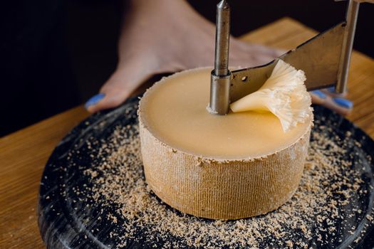 Shaving tete de moine cheese using girolle knife. Monks head. Variety of Swiss semi-hard cheese made from cows milk.