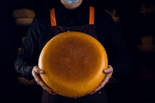 Big yellow cheese wheel in hands. Seller in mask for protection against coronavirus covid-19. holding round cheese