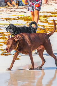 Black and brown dogs on the amazing and beautiful caribbean coast and beach panorama view of Tulum in Quintana Roo Mexico.