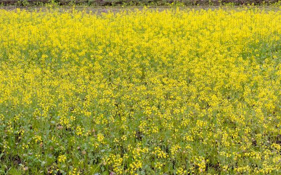 Mustard crop blossoms in the spring season