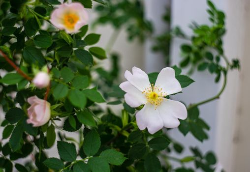 Close up of flowers of wild rose plant blooming in the garden