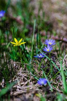 Close up of anemone flowers in the meadow in spring sunny day