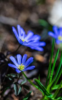 Close up of anemone flowers in the meadow in spring sunny day