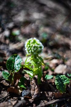 Forest wild flower in the spring time