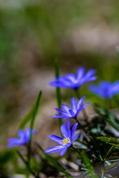 Close up of anemone flowers in the meadow in spring sunny day