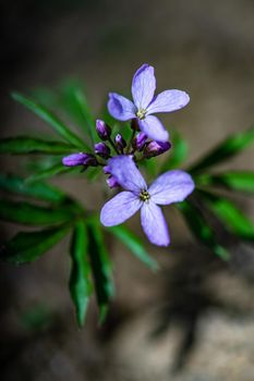 Spring in the forest with close up of Corydalis flowers