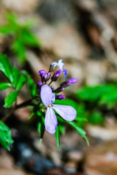 Spring in the forest with close up of Corydalis flowers