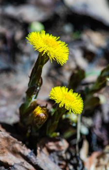 Spring yellow flowers of coltsfoot in mountain meadow