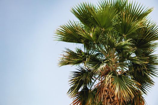 Palm tree against the blue summer sky for background