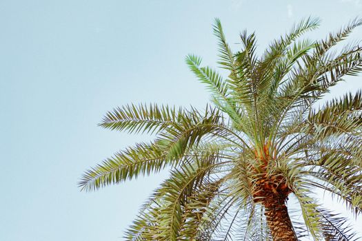 Palm tree against the blue summer sky for background