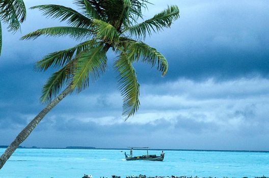 summer sunny day on coral island with alone palm and emerald water on Maldives island