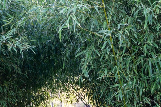 Bamboo grove on a sunny day background