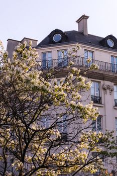 Blossoming cherry tree on the street in the center of Paris, France