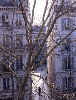 Plane tree against the backdrop of a bright Parisian street during the day
