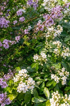 Bushes with white and lilac flowers on a sunny day background