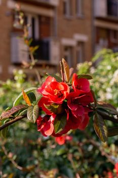 Branch with red quince flowers on a blurred background on a sunny day