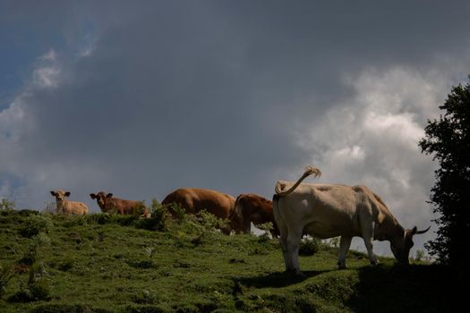 Some cows grazing in a field in the mountain under a blue sky