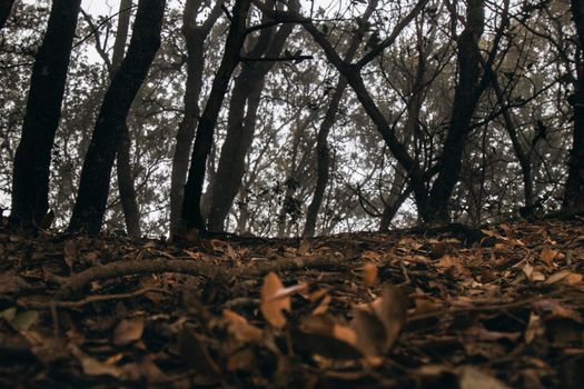 Foggy dark forest with trees and leaves on the floor