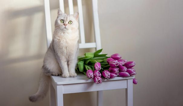 A beautiful portrait of a charming white cat sits on a white chair next to a bouquet of pink tulips, in a room, near a wall, on a light background. copy space