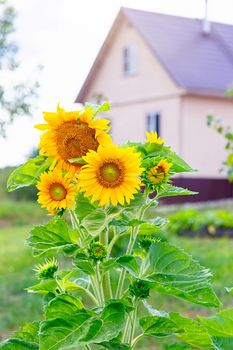 Beautiful sunflower grows in the countryside near the wooden house. Copy space. Vertical