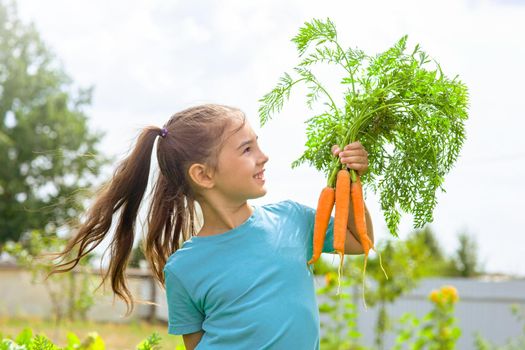 Smiling little girl in a green t-shirt holds a bunch of fresh carrots, stands in the garden, on a sunny day