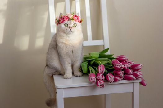 Adorable white cat in a crown of pink flowers, sits on a white chair, next to a bouquet of pink tulips, in daylight . Close up. Copy space
