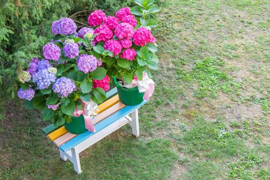 Ortensia flowers - Hydrangea - decoration garden. Romantic and delicate gift.