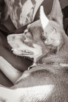 Old black and white picture of a very happy and cheerful mexican russian toy terrier dog on the lap in the car in Tulum Quintana Roo Mexico.