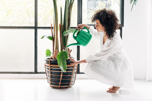 Young mixed race woman crouched down watering large houseplant at home. Lifestyle concept.