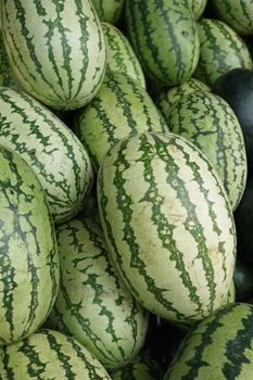 displaying many fresh water melon ,