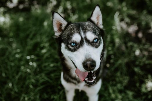 black and white wool. a blue-eyed husky breed dog sits on the green grass and look in camera with an open mouth. The background is blurred.