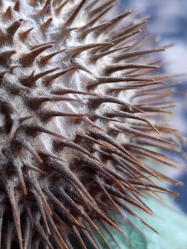 Dry prickly datura fruits on a gray background close-up.