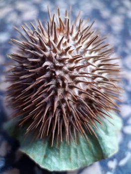 Dry prickly datura fruits on a gray background close-up.