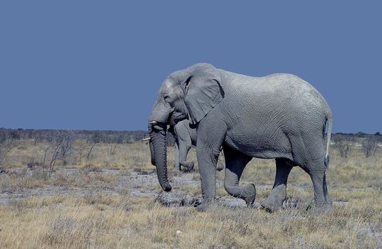 Elephant (Loxodonta africana) taken in the etosha national park, Namibia, Africa