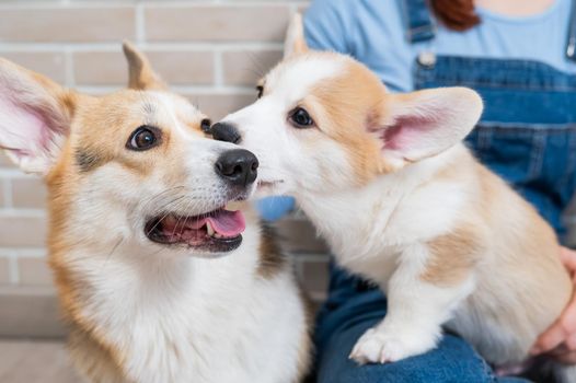 The owner holds a pembroke corgi mom and a puppy against the backdrop of a brick wall. Dog family