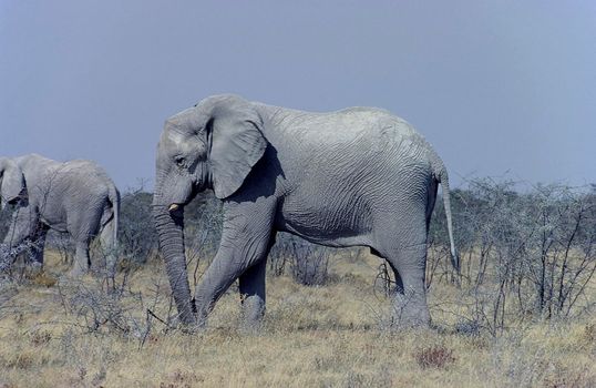 Elephant (Loxodonta africana) taken in the etosha national park, Namibia, Africa