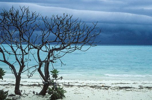 mangrove tree on the white beach and ocean view with bad weather, Maldives islands