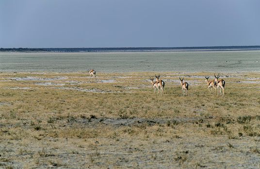 A group of Springboks (Antidorcas marsupialis) near the pan in Etosha National Park, Namibia.