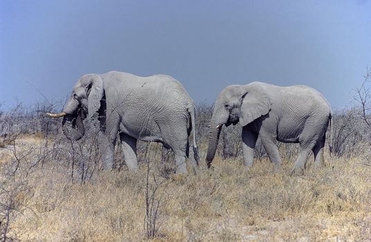 Elephant (Loxodonta africana) taken in the etosha national park, Namibia, Africa