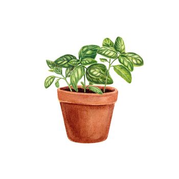 Basil in a pot isolated on a white background. Provencal herbs in watercolor. Illustration of kitchen herbs and spices. Suitable for postcards, business cards, banners, booklets, design, textiles.